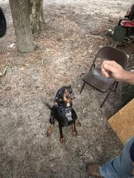 Lost Female Dog last seen Near thunder rd, Four Oaks, NC 27524
