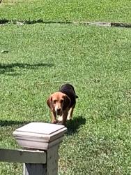 Reunited Unknown Dog last seen Buttonwood Ln Roxboro, Person County, NC 27574