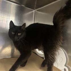 Shelter Stray Female Cat last seen , 328 Furman Hall Rd, Greenville, SC 29609, USA
