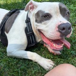 Shelter Stray Male Dog last seen , Animal Care & Control Team of Philly, 111 W Hunting Park Ave, Philadelphia, PA 19140, USA