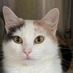 Shelter Stray Female Cat last seen , 3173 K-68 Hwy, Ottawa, KS 66067, USA