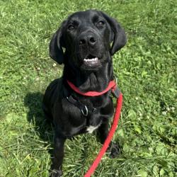 Shelter Stray Female Dog last seen , Animal Care & Control Team of Philly, 111 W Hunting Park Ave, Philadelphia, PA 19140, USA