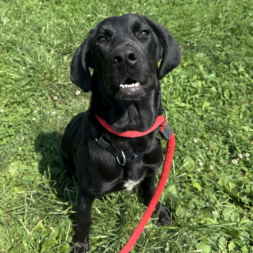Shelter Stray Female Dog last seen , Animal Care & Control Team of Philly, 111 W Hunting Park Ave, Philadelphia, PA 19140, USA