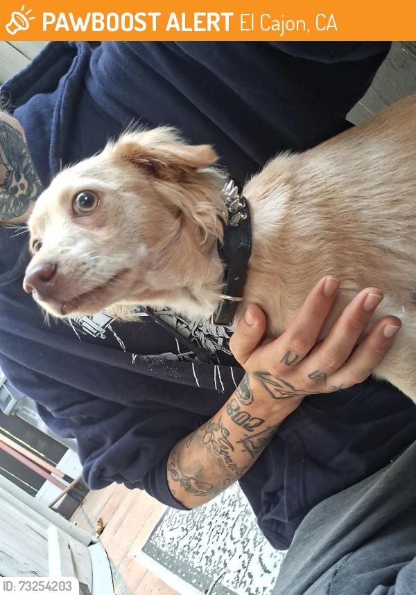 Found/Stray Male Dog last seen Mobile gas station on greenfield dr., El Cajon, CA 92019