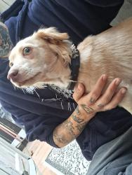 Found/Stray Male Dog last seen Mobile gas station on greenfield dr., El Cajon, CA 92019