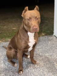 Lost Male Dog last seen 23rd st sw and Gunnery, Lehigh Acres, FL 33976