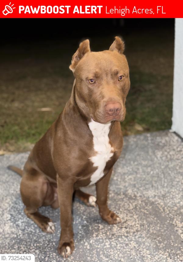 Lost Male Dog last seen 23rd st sw and Gunnery, Lehigh Acres, FL 33976