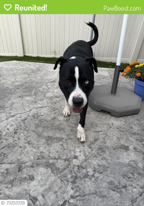 Reunited Male Dog last seen Near E 54th Pl, Denver, CO 80249, USA, Denver, CO 80249