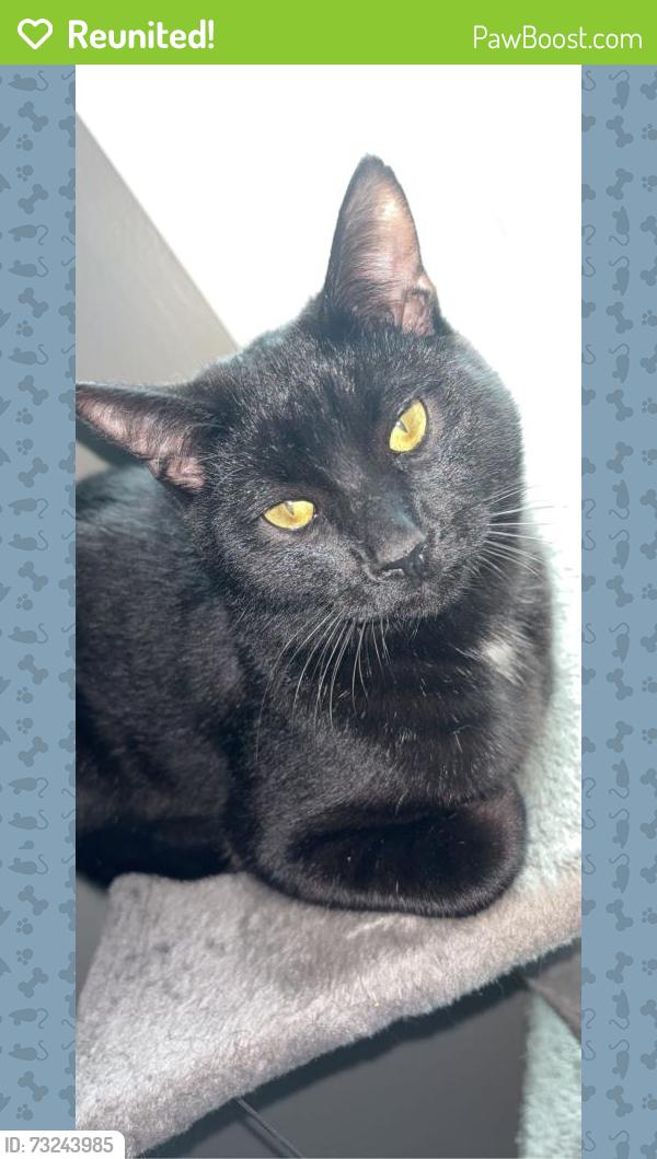 Reunited Male Cat last seen Near motor rd, Winston-Salem, NC 27105
