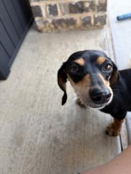Found/Stray Female Dog last seen Country Lakes Neighborhood - Argyle, TX, Denton, TX 76226