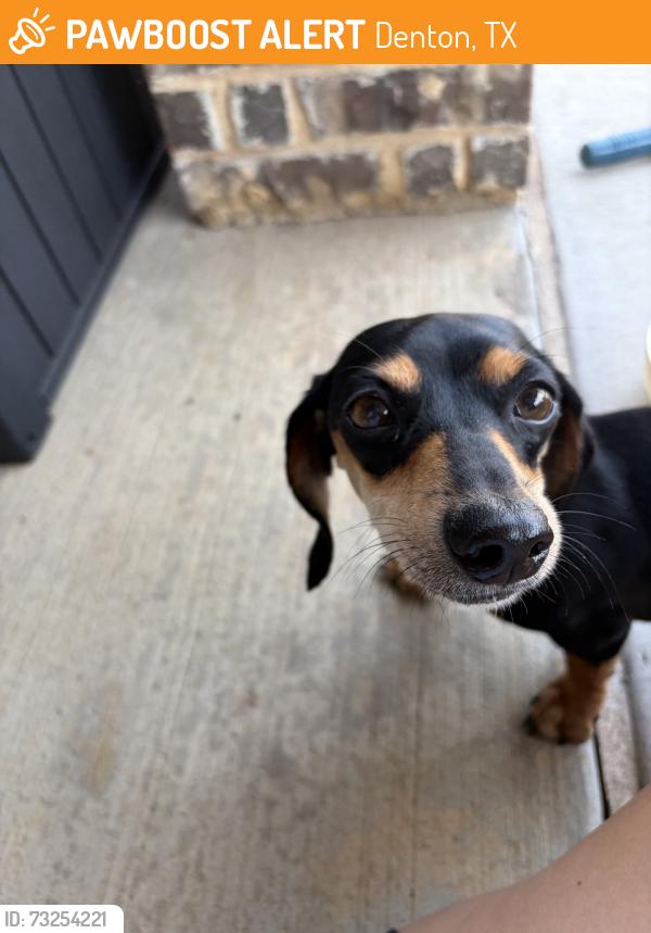 Found/Stray Female Dog last seen Country Lakes Neighborhood - Argyle, TX, Denton, TX 76226