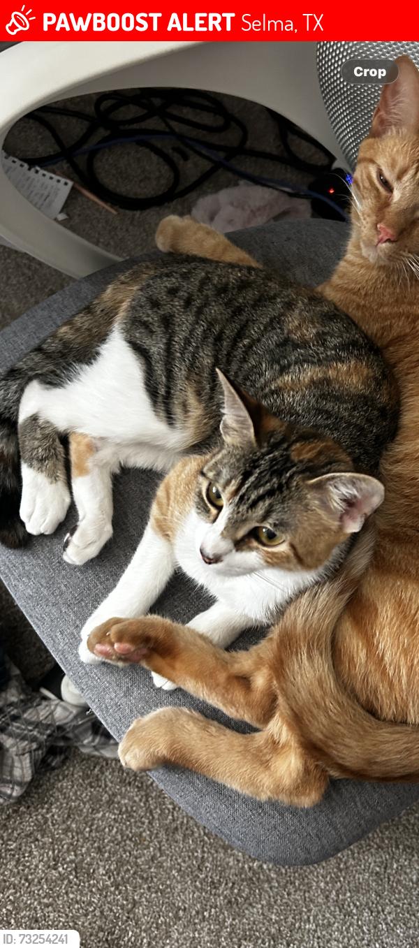 Lost Female Cat last seen Citadel at Liveoak apmts, Selma, TX 78154