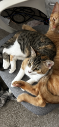 Lost Female Cat last seen Citadel at Liveoak apmts, Selma, TX 78154