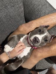 Lost Female Dog last seen 23rd st sw and gunnery, Lehigh Acres, FL 33976