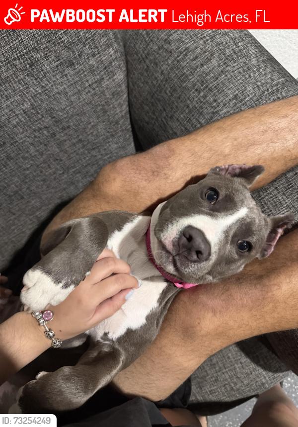 Lost Female Dog last seen 23rd st sw and gunnery, Lehigh Acres, FL 33976