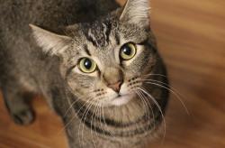 Reunited Female Cat last seen Deerfield and Doe Trail W, Irvine, CA 92604
