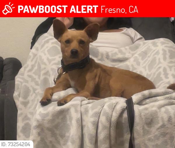Lost Male Dog last seen n hughes ave, Fresno, CA 93728