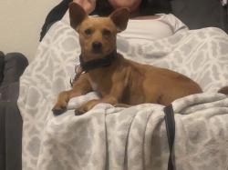 Lost Male Dog last seen n hughes ave, Fresno, CA 93728