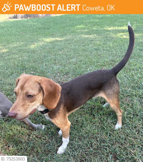 Found/Stray Male Dog last seen Coweta soccer field, Coweta, OK 74429