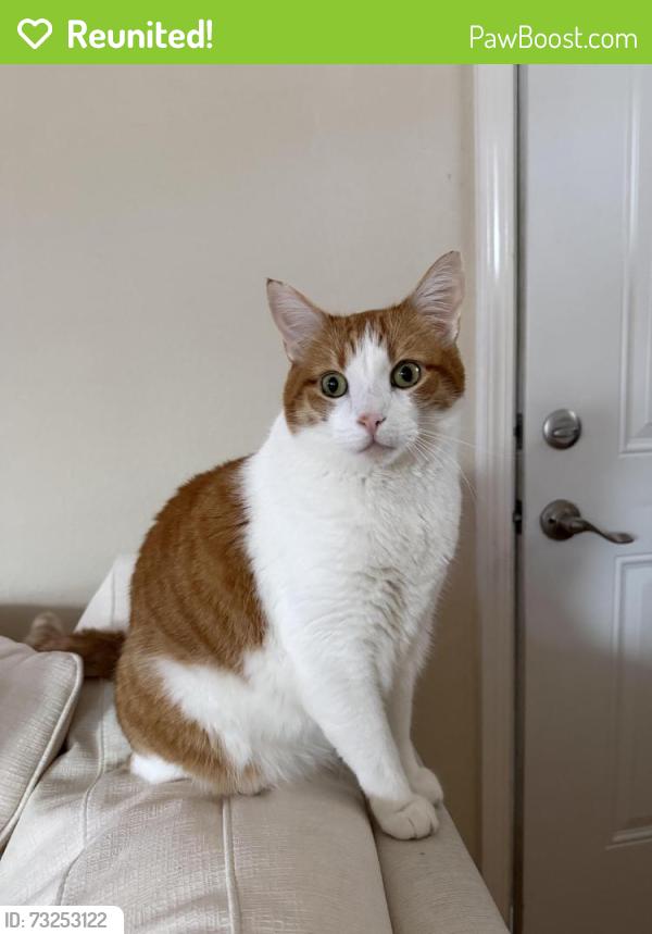 Reunited Male Cat last seen Charles st, Sunnyvale, CA 94086