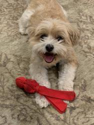 Lost Female Dog last seen Caminito Ricardo near Lone Jack, Encinitas, CA 92024