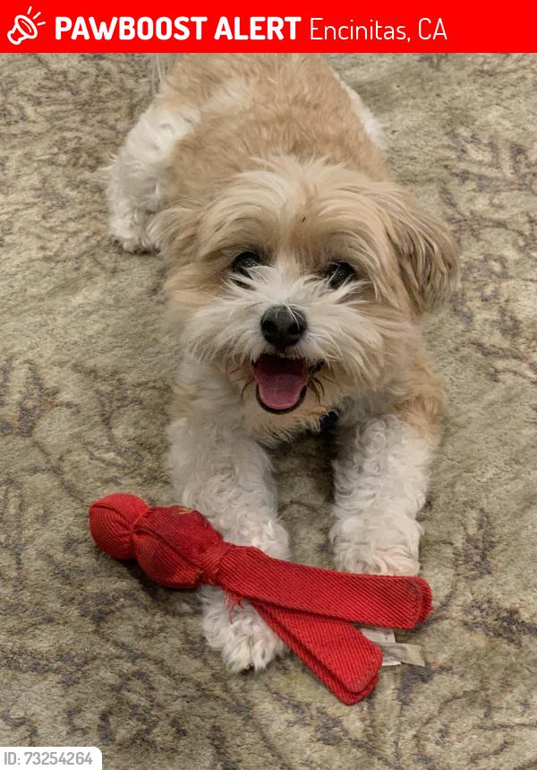 Lost Female Dog last seen Caminito Ricardo near Lone Jack, Encinitas, CA 92024