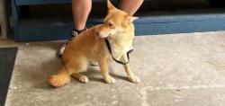 Reunited Female Dog last seen TruShine car wash, Sevierville, TN 37876