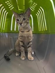 Shelter Stray Female Cat last seen Bexar County, 3353 Morningside Dr, New Braunfels, TX 78132, USA