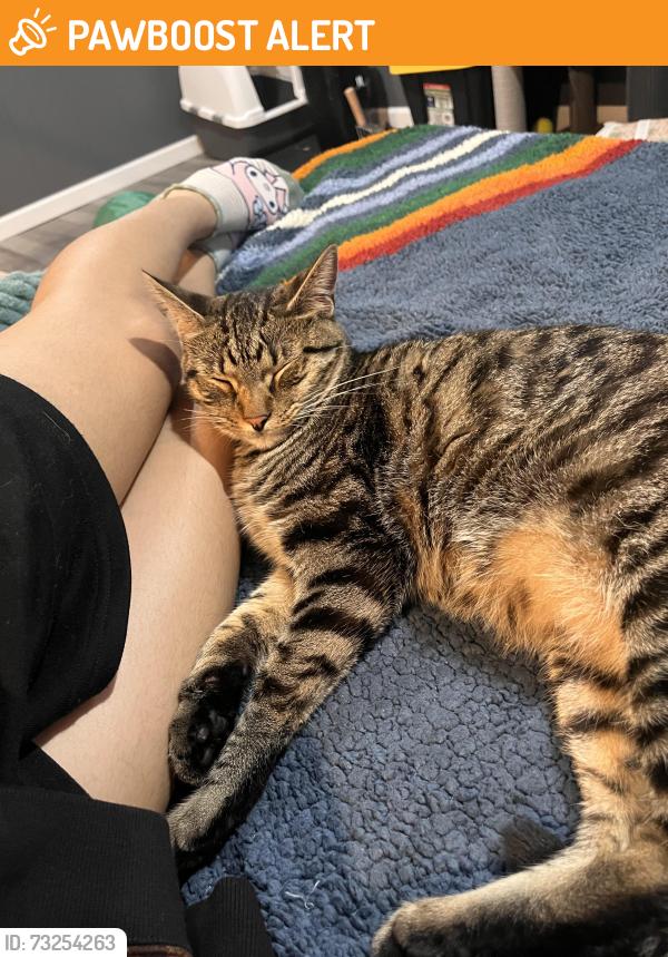Found/Stray Unknown Cat last seen Dauphin county technical school, Lower Paxton Township, PA 17111