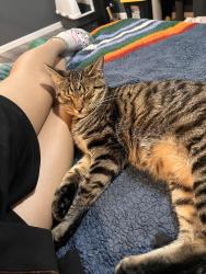 Found/Stray Unknown Cat last seen Dauphin county technical school, Lower Paxton Township, PA 17111