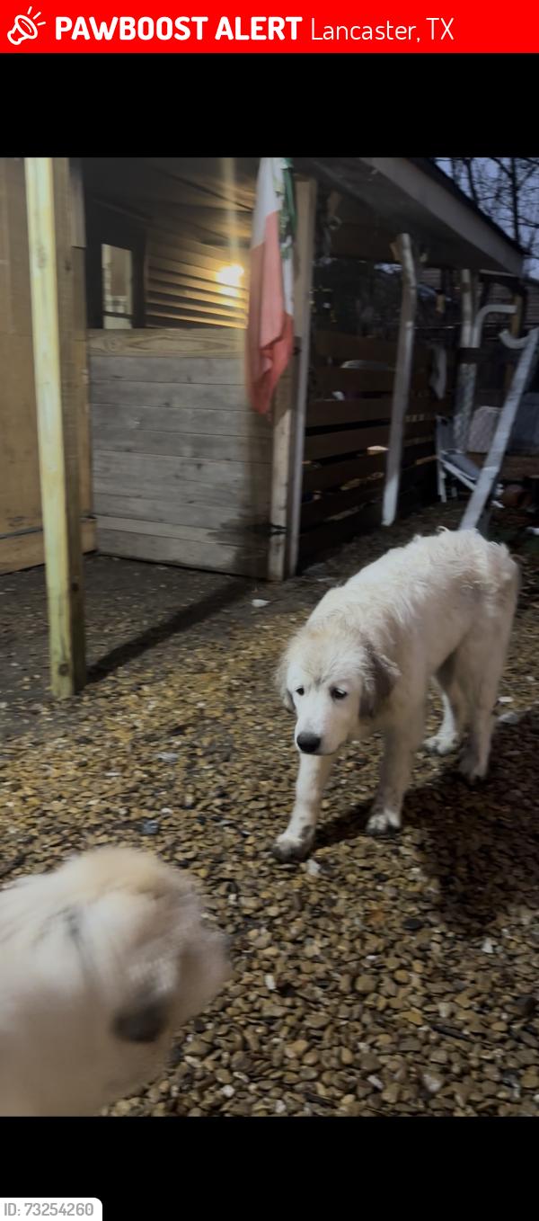 Lost Female Dog last seen Lancaster tx, Lancaster, TX 75146