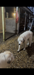 Lost Female Dog last seen Lancaster tx, Lancaster, TX 75146