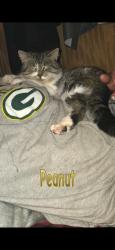 Lost Female Cat last seen Bushel and a Peck orchards, Connels orchard are on our street. As well as the old Nibletts is around the corner., Chippewa Falls, WI 54729