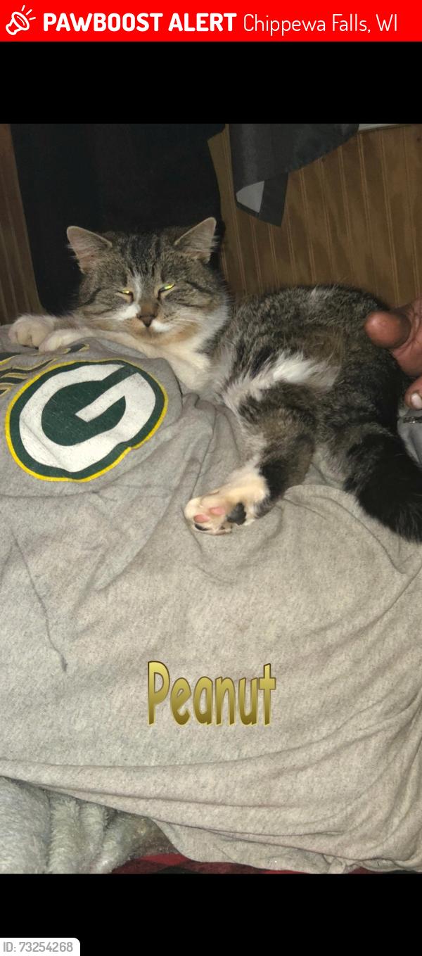 Lost Female Cat last seen Bushel and a Peck orchards, Connels orchard are on our street. As well as the old Nibletts is around the corner., Chippewa Falls, WI 54729