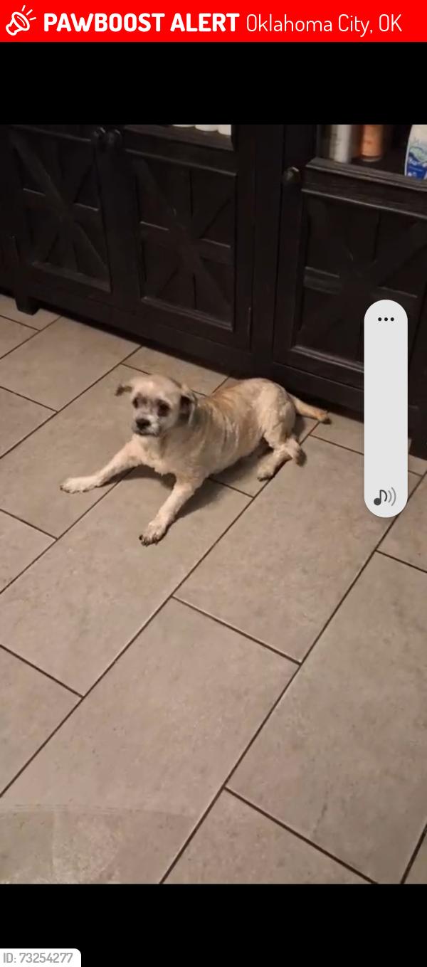 Lost Male Dog last seen Sw 27th and miller near S May Ave, Oklahoma City, OK 73108