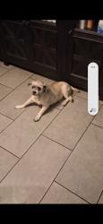 Lost Male Dog last seen Sw 27th and miller near S May Ave, Oklahoma City, OK 73108