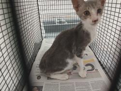 Shelter Stray Male Cat last seen Near BLOCK W BROWARD BLVD, FORT LAUDERDALE FL 33312, 2400 SW 42nd St, Fort Lauderdale, FL 33312, USA