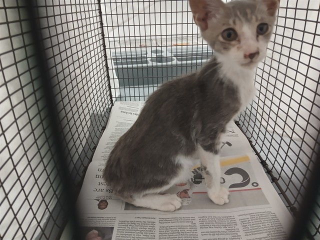 Shelter Stray Male Cat last seen Near BLOCK W BROWARD BLVD, FORT LAUDERDALE FL 33312, 2400 SW 42nd St, Fort Lauderdale, FL 33312, USA