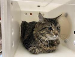 Shelter Stray Male Cat last seen Near BLOCK N CALLAHAN PL, 3839 W Burnham St, West Milwaukee, WI 53215, USA