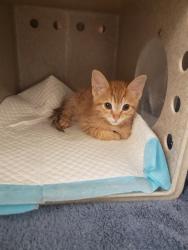 Shelter Stray Male Cat last seen MACK RD & UNNAMED RD, 2127 Front St, Sacramento, CA 95818, USA