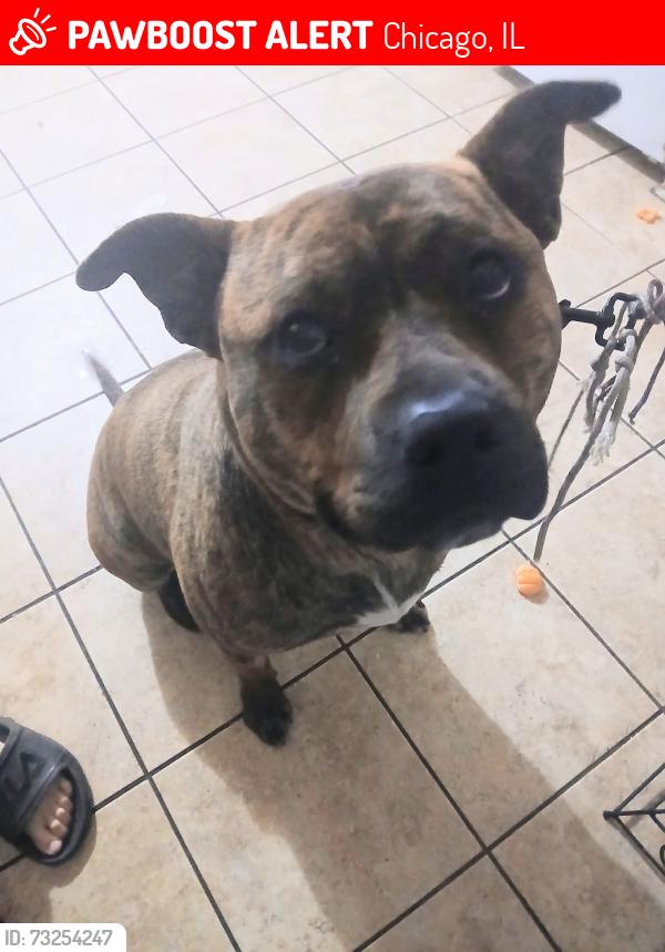 Lost Male Dog last seen Near s harding ave chicago il 60623, Chicago, IL 60623