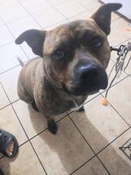 Lost Male Dog last seen Near s harding ave chicago il 60623, Chicago, IL 60623
