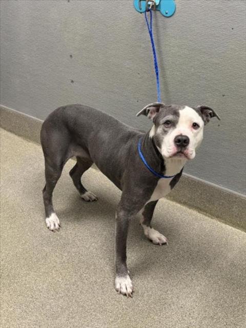 Shelter Stray Female Dog last seen Near BLOCK ALGONQUIN DR, LAS VEGAS NV 89119, 655 N Mojave Rd, Las Vegas, NV 89101, USA