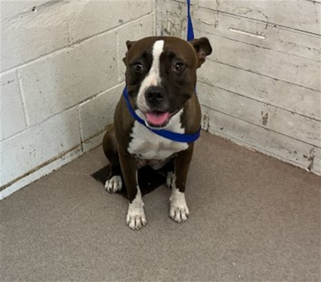 Shelter Stray Female Dog last seen Near BLOCK W BASELINE RD, 333 Chandler Pl, San Bernardino, CA 92408, USA