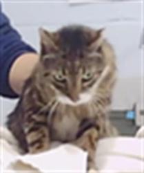 Shelter Stray Male Cat last seen CHARLOTTE, 8315 Byrum Dr, Charlotte, NC 28217, USA