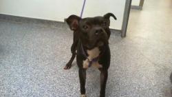 Shelter Stray Male Dog last seen CHARLOTTE, 8315 Byrum Dr, Charlotte, NC 28217, USA