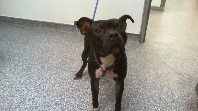 Shelter Stray Male Dog last seen CHARLOTTE, 8315 Byrum Dr, Charlotte, NC 28217, USA