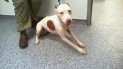 Shelter Stray Female Dog last seen CHARLOTTE, 8315 Byrum Dr, Charlotte, NC 28217, USA
