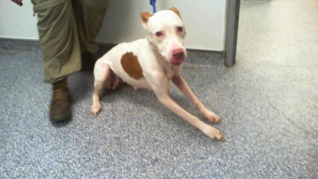 Shelter Stray Female Dog last seen CHARLOTTE, 8315 Byrum Dr, Charlotte, NC 28217, USA