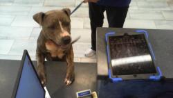 Shelter Stray Female Dog last seen HUNTERSVILLE, 8315 Byrum Dr, Charlotte, NC 28217, USA